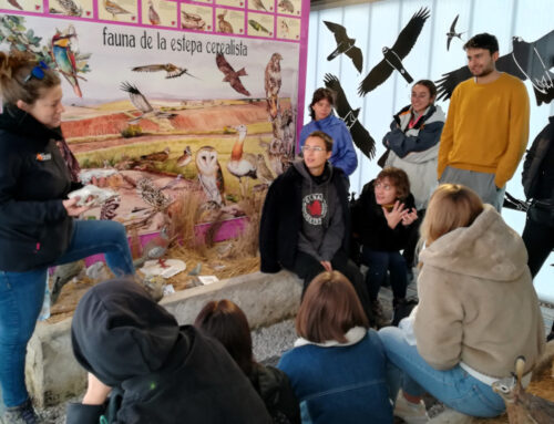 Unos trescientos jóvenes visitaron el centro Civillalar de GREFA dentro del Proyecto SolidEU